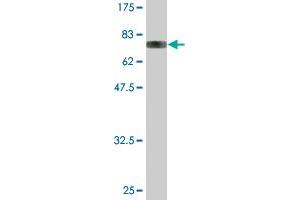 Western Blot detection against Immunogen (83. (YARS antibody  (AA 1-528))