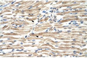Human Muscle; HumanMuscle; YAF2 antibody - middle region in Human Muscle cells using Immunohistochemistry (YAF2 antibody  (Middle Region))