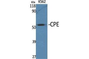Western Blot (WB) analysis of specific cells using CPE Polyclonal Antibody. (CPE antibody  (Internal Region))