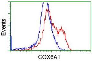 HEK293T cells transfected with either RC210485 overexpress plasmid (Red) or empty vector control plasmid (Blue) were immunostained by anti-COX6A1 antibody (ABIN2452914), and then analyzed by flow cytometry. (COX6A1 antibody)