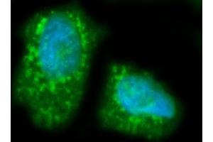 IF analysis of LIPC using anti-LIPC antibody (ABIN7601582). (LIPC antibody  (AA 39-494))