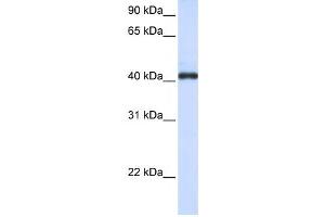 Western Blotting (WB) image for anti-Fc Receptor-Like A (FCRLA) antibody (ABIN2459358)