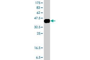 LTBP2 antibody  (AA 1709-1818)