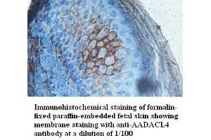 Image no. 1 for anti-Arylacetamide Deacetylase-Like 4 (AADACL4) antibody (ABIN791236) (AADACL4 antibody)