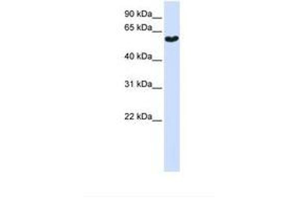 Synaptotagmin 3 antibody  (AA 74-123)