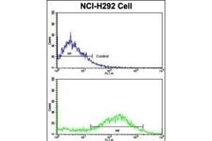 Flow cytometric analysis of NCI- cells using CALD1 Antibody (Center)(bottom histogram) compared to a negative control cell (top histogram). (Caldesmon antibody  (AA 428-457))