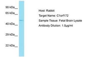 Image no. 1 for anti-Keratinocyte Differentiation Factor 1 (KDF1) (C-Term) antibody (ABIN6750752) (KDF1 antibody  (C-Term))