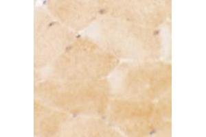 Immunohistochemistry of PRC1 in mouse skeletal muscle tissue with PRC1 antibody at 2.