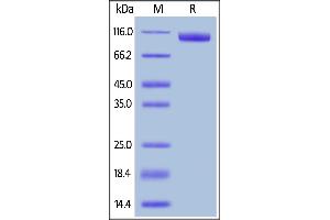 Biotinylated Human B7-H3 (4Ig), Fc,Avitag on  under reducing (R) condition. (B7-H3 (4Ig) (AA 27-461) (Active) protein (Fc Tag,AVI tag,Biotin))