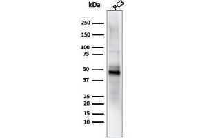 Western Blot Analysis of PC3 cell lysate using ODC-1 Mouse Monoclonal Antibody (ODC1/485). (ODC1 antibody)