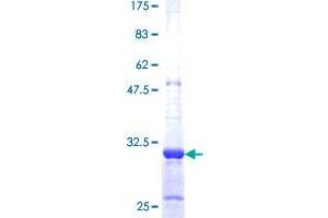 Slowmo Homolog 1 (SLMO1) (AA 1-57) protein (GST tag)