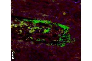 Immunohistochemistry (Paraffin-embedded Sections) (IHC (p)) image for anti-Apolipoprotein H (Beta-2-Glycoprotein I) (APOH) (AA 281-345) antibody (ABIN731483)