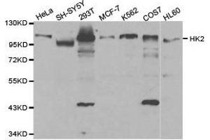 Western Blotting (WB) image for anti-Hexokinase 2 (HK2) antibody (ABIN1873023)
