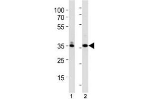 TBP antibody  (AA 210-239)