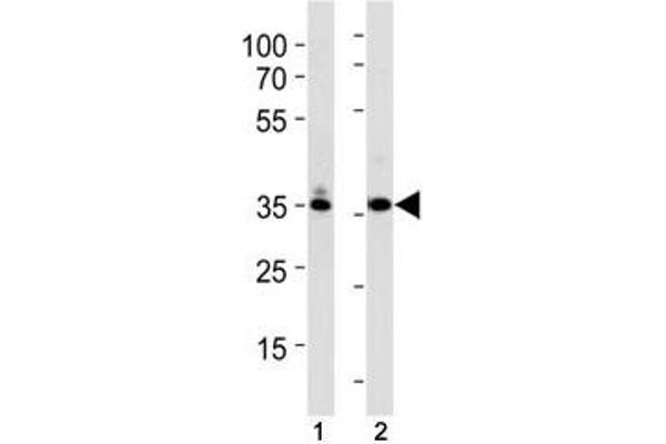 TBP antibody  (AA 210-239)