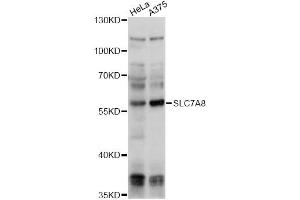 Western blot analysis of extracts of various cell lines, using SLC7A8 antibody (ABIN6292283) at 1:1000 dilution.