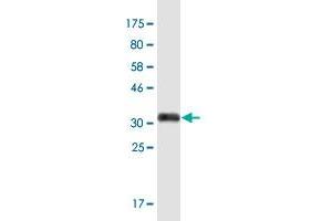 Western Blot detection against Immunogen (35. (ZBTB20 antibody  (AA 451-542))