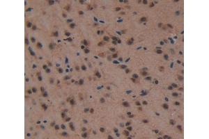 Used in DAB staining on fromalin fixed paraffin- embedded Kidney tissue (HSF4 antibody  (AA 159-411))