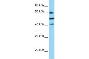 WB Suggested Anti-CD2 Antibody Titration: 1. (CD2 antibody  (C-Term))
