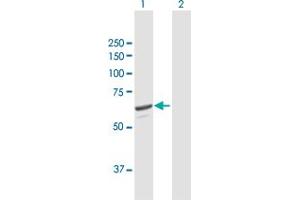 Western Blot analysis of SQLE expression in transfected 293T cell line by SQLE MaxPab polyclonal antibody. (SQLE antibody  (AA 1-574))