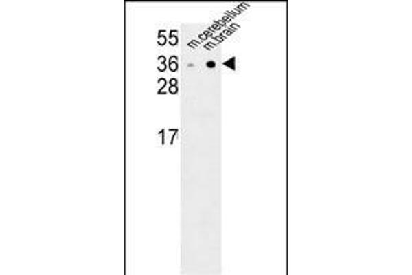 Neurexophilin 1 antibody  (N-Term)