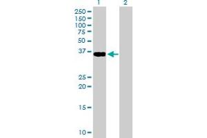Western Blot analysis of GDF3 expression in transfected 293T cell line by GDF3 MaxPab polyclonal antibody.