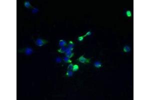 Immunofluorescent analysis of 293T cells using ABIN7173095 at dilution of 1:100 and Alexa Fluor 488-congugated AffiniPure Goat Anti-Rabbit IgG(H+L) (TMEM174 antibody  (AA 94-243))