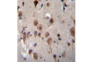Immunohistochemistry analysis in formalin fixed and paraffin embedded human brain tissue reacted with LRRC28 Antibody (C-term) followed by peroxidase conjugation of the secondary antibody and DAB staining. (LRRC28 antibody  (C-Term))