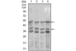 Western blot analysis using NEUROD1 mouse mAb against NIH3T3 (1), SK-N-SH (2), COS7 (3), and MCF-7 (4) cell lysate. (NEUROD1 antibody  (AA 26-91))