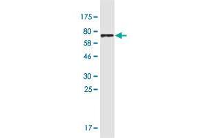 Western Blot detection against Immunogen (78. (DDC antibody  (AA 1-480))