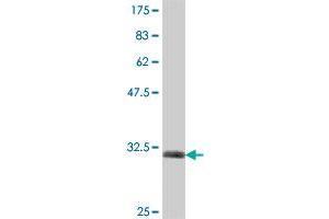 Western Blot detection against Immunogen (32. (SV2B antibody  (AA 417-476))