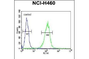 Flow cytometric analysis of NCI-H460 cells (right histogram) compared to a negative control cell (left histogram). (COQ9 antibody  (AA 156-184))