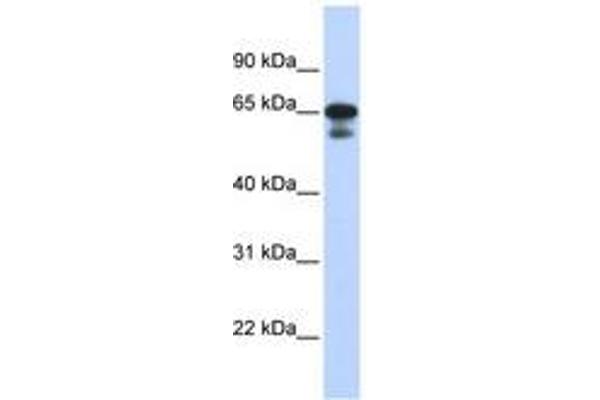 HINFP antibody  (C-Term)