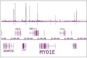 RNA pol II CTD phospho Ser5 antibody (pAb) tested by ChIP-Seq. (Rpb1 CTD antibody  (pSer5))