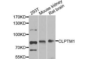 Western blot analysis of extracts of various cell lines, using CLPTM1 antibody. (CLPTM1 antibody)