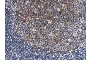 Image no. 4 for anti-N-Acyl Phosphatidylethanolamine phospholipase D (NAPEPLD) antibody (ABIN1499646) (NAPEPLD antibody)