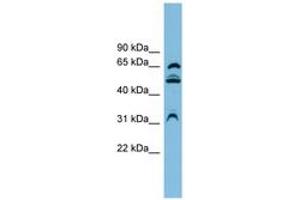 Image no. 1 for anti-WD Repeat Domain 1 (WDR1) (AA 107-156) antibody (ABIN6744707) (WDR1 antibody  (AA 107-156))