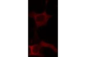 ABIN6275152 staining Hela cells by IF/ICC. (POFUT1 antibody  (C-Term))