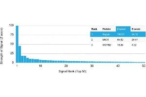 Analysis of Protein Array containing more than 19,000 full-length human proteins using Napsin A Mouse Monoclonal Antibody (NAPSA/1238). (NAPSA antibody  (AA 189-299))