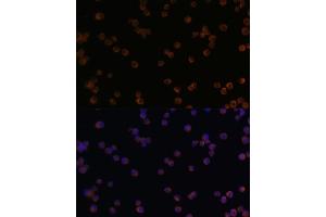 Immunofluorescence analysis of Raw264. (CHI3L1 antibody  (AA 22-240))