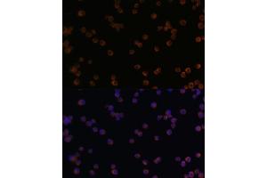 Immunofluorescence analysis of Raw264. (CHI3L1 antibody  (AA 22-240))