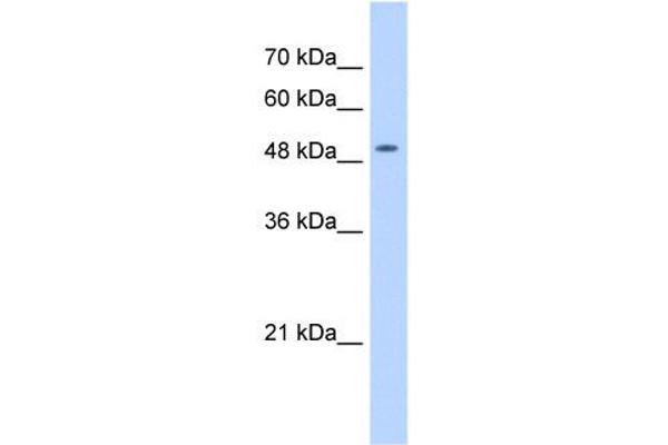 NARG1L Antikörper  (Middle Region)