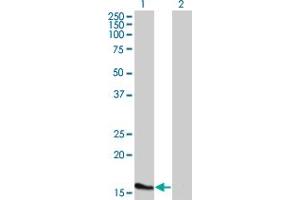 Western Blot analysis of ATOH7 expression in transfected 293T cell line by ATOH7 monoclonal antibody (M02), clone 1E5. (ATOH7 antibody  (AA 53-99))