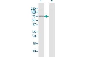 ALPPL2 antibody  (AA 1-532)