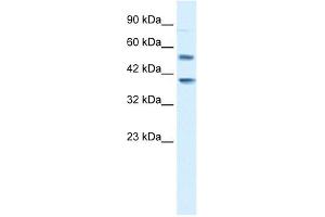 Serotonin receptor 3B antibody used at 1 ug/ml to detect target protein.