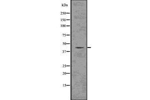 Western blot analysis of Glutamine Synthetase using K562 whole  lysates. (GLUL antibody  (C-Term))