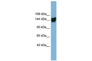 AASDH antibody used at 1 ug/ml to detect target protein. (AASDH antibody  (Middle Region))