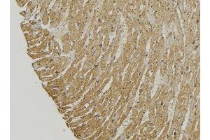 ABIN6272888 at 1/100 staining Mouse muscle tissue by IHC-P. (SMCR7 antibody)