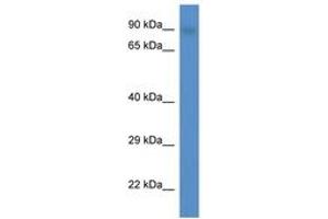 SMEK2 antibody  (AA 711-760)