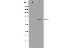 Western blot analysis of Mouse liver tissue lysates, using CHRM5 Antibody. (CHRM5 antibody  (C-Term))